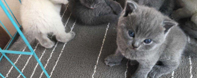 母猫比公猫调皮吗