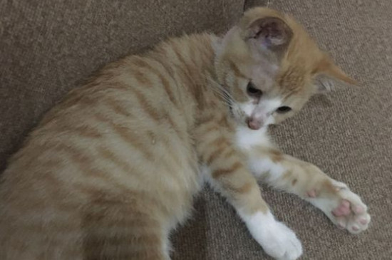 猫没精神总睡觉没食欲