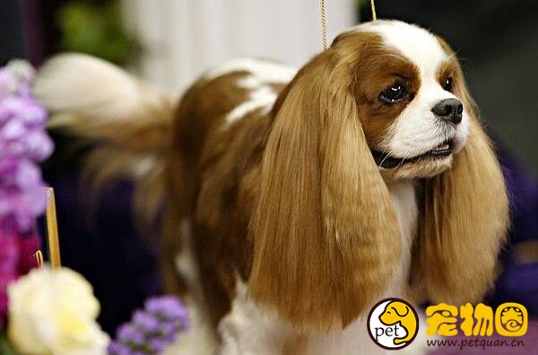 查理士王小猎犬受尽王室喜爱，天生富贵却身体娇弱