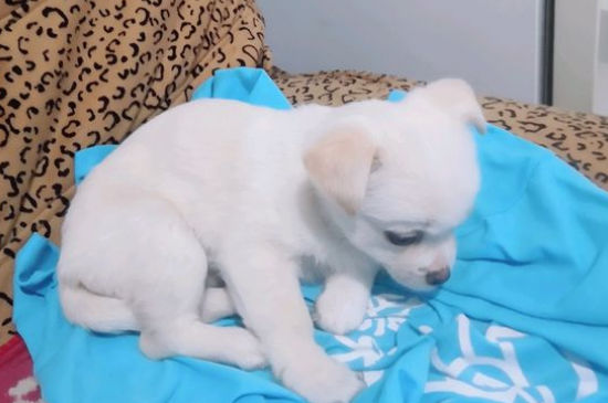 狗狗腿上掉了一块毛毛
