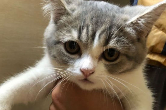 猫肚子上有小肉粒