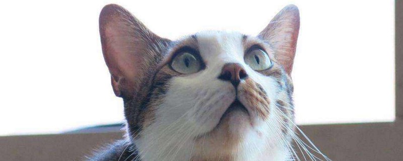 如何让猫不踩屎