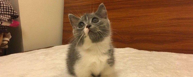 矮脚猫是不是上不了床