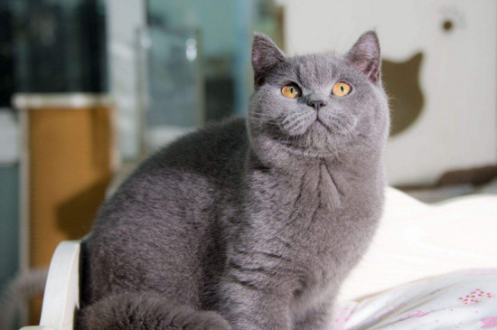 英国蓝猫多久认主人