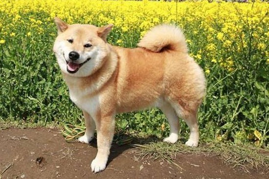 柴犬体味重吗，不太重但要定期做清洁护理