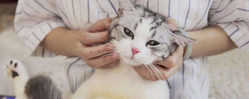 猫恨主人了还能和好吗