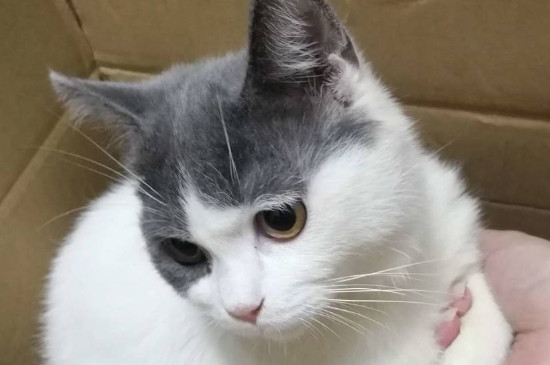 猫脖子上有个小疙瘩