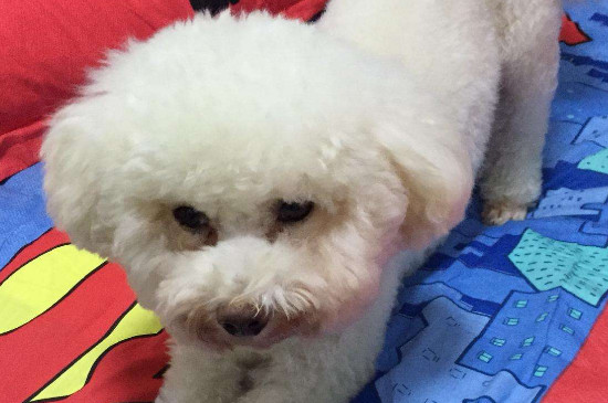 狗狗绝育后呕吐正常吗