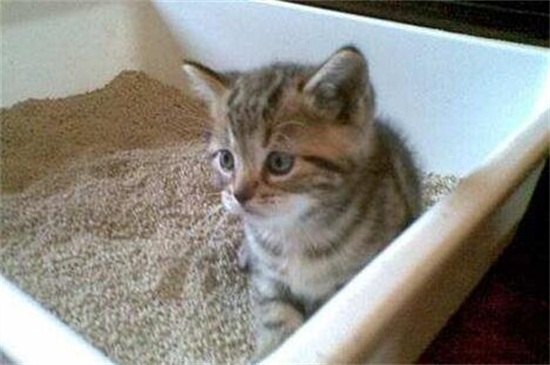 2个月小猫多久大便一次，2个月小猫不拉屎怎么办