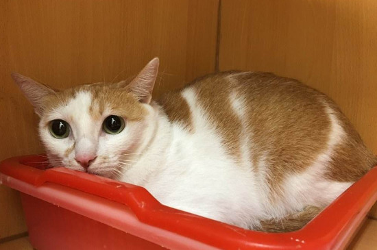 猫猫不在猫砂上厕所