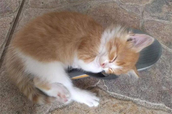 小猫吃太多肚子鼓鼓的