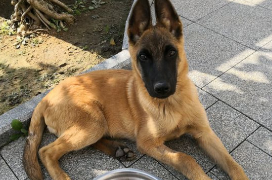 马犬几个月认主人