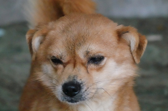 狗狗感冒不喝水怎么办