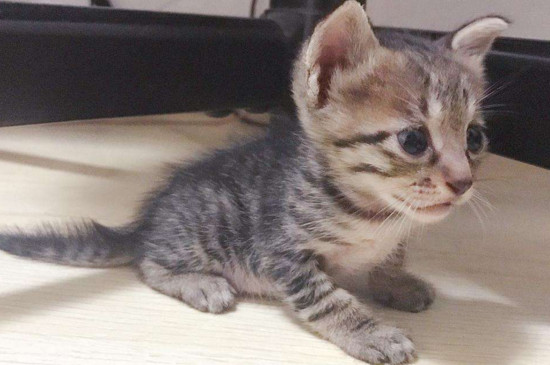 两个月流浪猫怎么处理