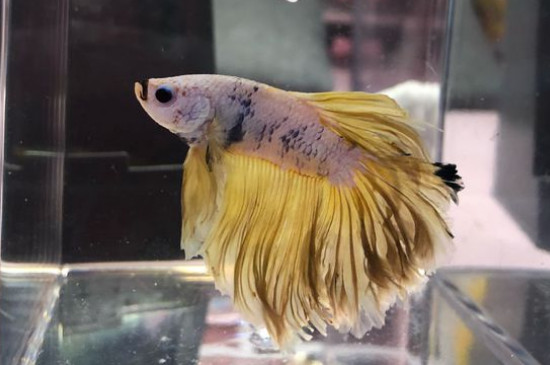 斗鱼不能两条一起养吗
