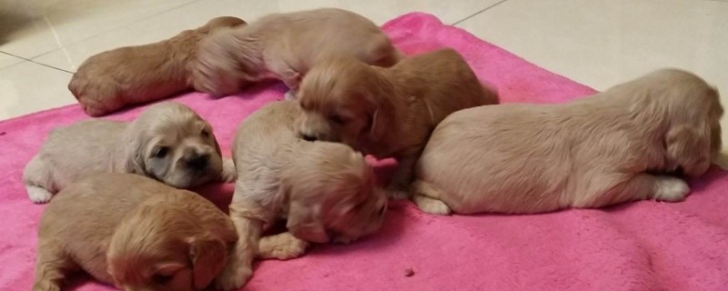 可卡犬怎么训练