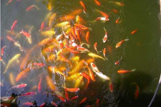 养小鱼多久换一次水