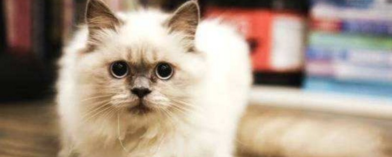 猫咪知错的表现