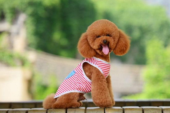 贵宾犬一生认几个主人