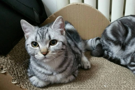 猫会自杀吗，患抑郁症的猫咪可能会自杀