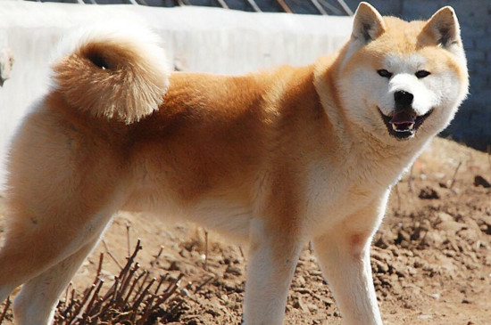 秋田犬为什么禁养