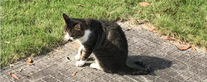 猫鼻支流眼泪怎么办