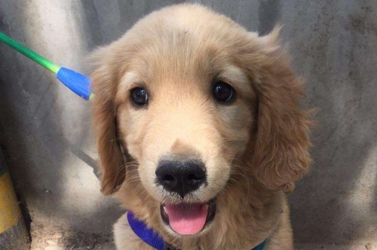 金毛幼犬可以吹空调吗，能吹但不能对着出风口吹