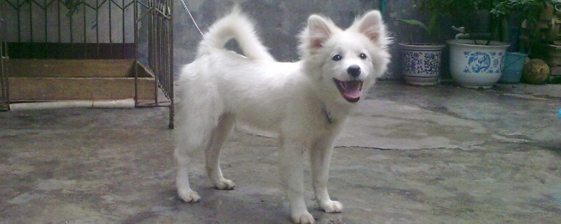银狐犬为什么那么少