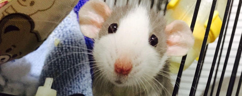 花枝鼠要死了的症状
