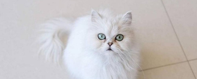 金吉拉猫缺点有哪些
