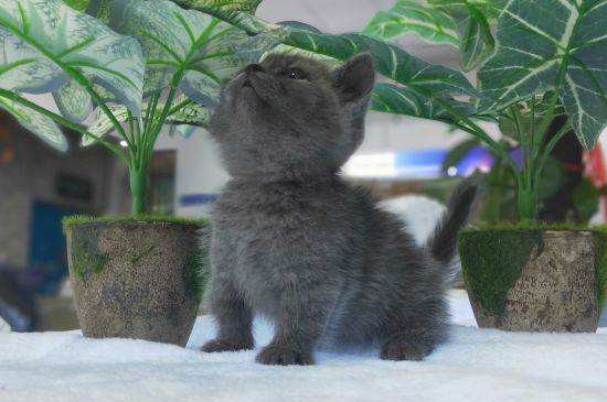 矮脚蓝猫和蓝猫区别
