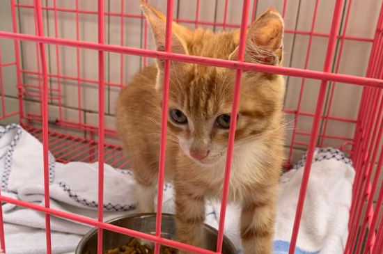 养一只橘猫技巧