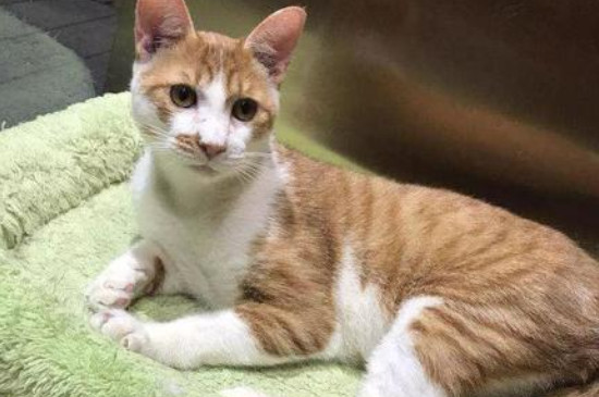 猫尿路感染可以吃三金片吗
