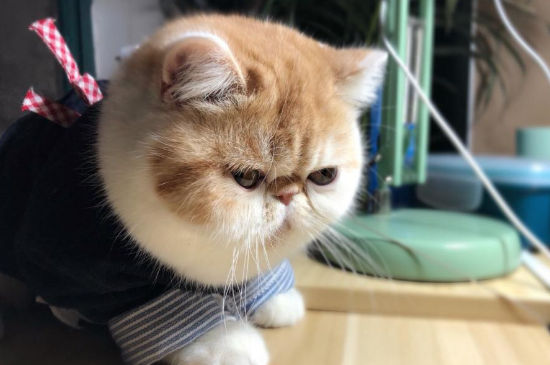 加菲猫泪痕严重怎么办