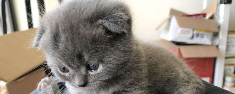 小猫出生多久可以碰