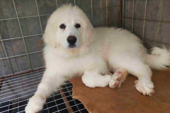 大白熊犬认几个主人