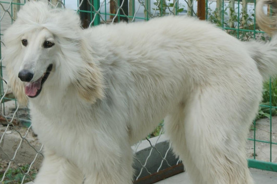 阿富汗猎犬为什么禁养