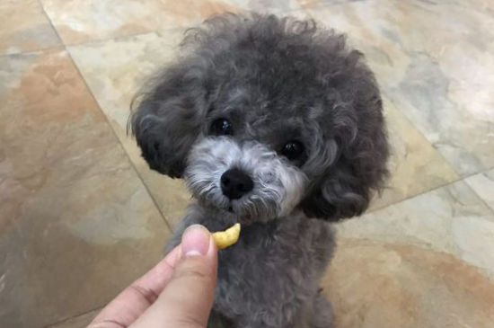 狗狗换主人后的心理