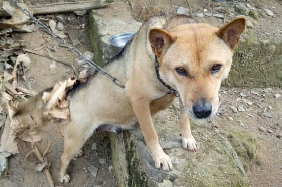 幼犬犬瘟症状前兆