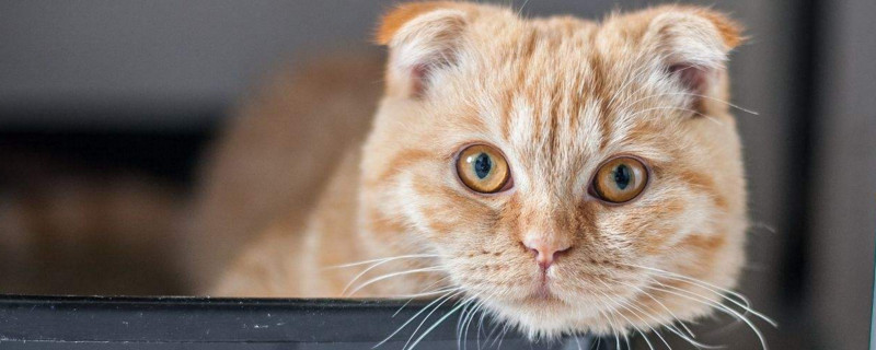 猫打完消炎针不良反应
