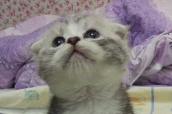 猫第几个月褪掉胎毛