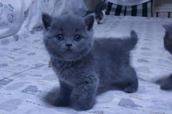 英短蓝猫一天吃多少