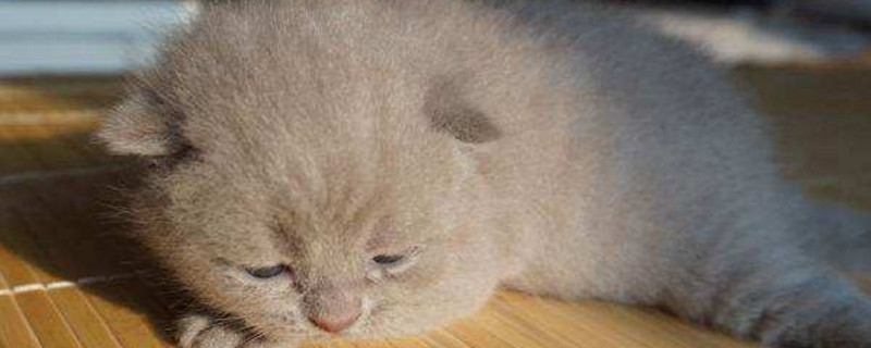 英短蓝猫丁香色值钱么