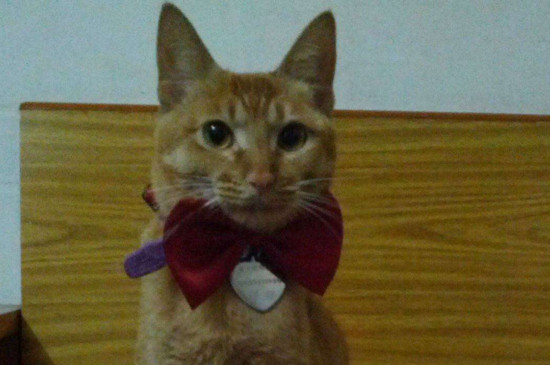 猫链子怎么套