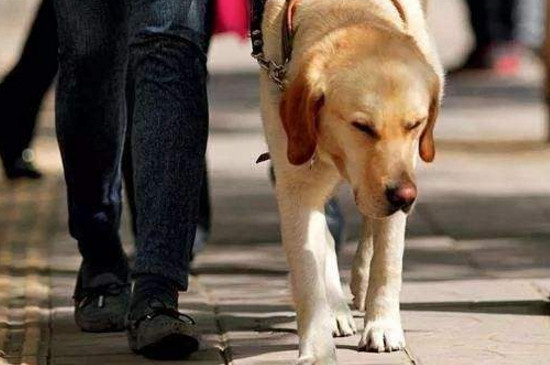 导盲犬为什么不能摸