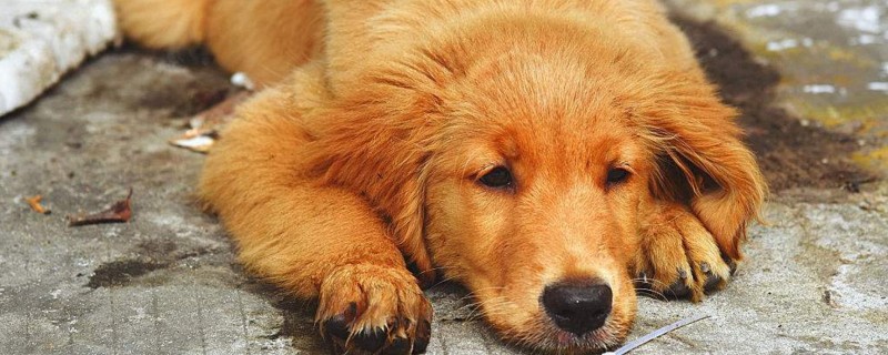 狗会自己得犬瘟吗