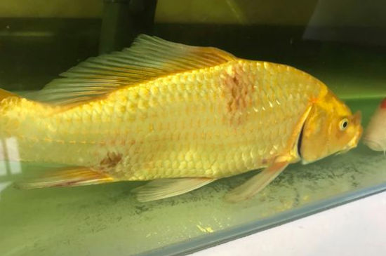 怎样救活快死的锦鲤