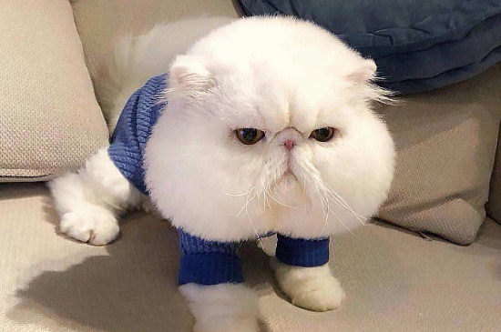猫咪眉毛秃了