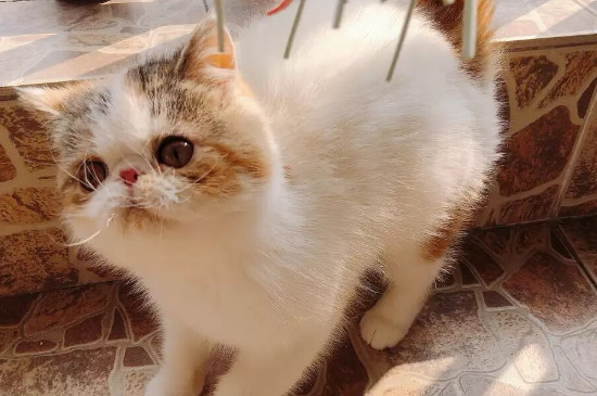不让猫进卧室就一直叫