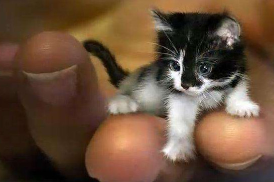 宠物皮堡斯多少钱一只，皮堡斯小猫哪里有卖